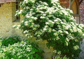 HORTENSJA PNACA HYDRANGEA PETIOLARIS PNACZE TACZKA FOT. BEATA GAWRYSZEWSKA PUBLIKACJA OGRODY NR 12 (80) - 12.2005