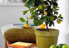 Drzewko owocowe w doniczce