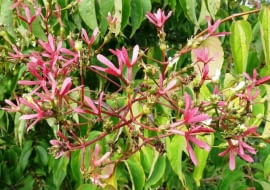 Heptakodium chińskie to krzew o ozdobnych białych kwiatach i różowych owocach przypominających kwiaty