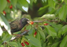 31.05.2004 WARSZAWA DRZEWA OWOCOWE CZERESNIE PTAKI SZKODY FOT. PAWEL SLOMCZYNSKI / AGENCJA GAZETA PUBLIKACJA MAGNOLIA NR 7 (3) - 7 2012 SLOWA KLUCZOWE: PTAKI OWOCE
