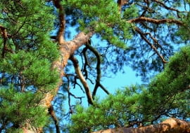 Zdrowa sosna ma ceglastą bądź jasnobrązową łuszczącą się korę. Wyciek żywicy może świadczyć o ataku korników - na korze widoczne są też liczne otworki. Jeśli ich nie ma, winowajcą jest chorobotwórczy grzyb.