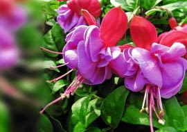 Fuksja 'WINSTON CHURCHILL' zakwita bardzo obficie pełnymi kwiatami na wzniesionych łodygach.