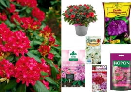 nasiona oraz ziemia do rododendronów