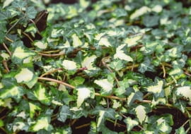 ROSLINA PNACZE BLUSZCZ POSPOLITY HEDERA HELIX ODMIANA ' GOLDHEART ' FOT. LILIANNA SOKOLOWSKA PUBLIKACJA OGRODY NR 1 (105) - 1 2008 SLOWA KLUCZOWE: ROSLINY