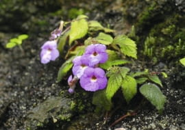 Achimenes pyrophaea SLOWA KLUCZOWE: gesneriowate Rozmyte Średnia jakość