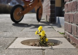 Projekt pt. 'Living Pavement'