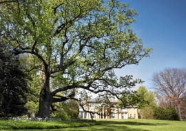 BF1WKM The 200-year-old ?Millennium Landmark Tree? tulip poplar on the south lawn of Tudor Place, Washington, DC. SLOWA KLUCZOWE: tulip poplar Liriodendron tulipifera Tudor Place American history historic 200 year years old outdoors daytime seasonal early spring horizontal nobody Tudor Place Historic House and Garden Georgetown Washington DC United States of America USA US zm 2 lc 0