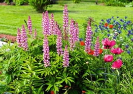 Zadbana rabata bylinowa to wizytówka każdego ogrodu.