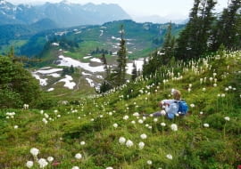 Łąki 'niedźwiedziej trawy' można podziwiać i w górach, i na nizinach od zachodniej Kanady po Kalifornię. Jej młodymi kwiatostanami żywią się m.in. niedźwiedzie, stąd popularna nazwa rośliny.