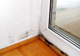 pleśń na ścianie, grzyb na ścianie, zapleśniałe ściany