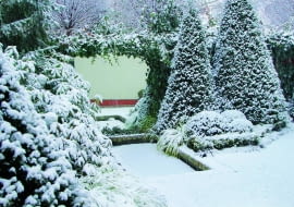 Śnieg otula zimozielone drzewa i krzewy, chroniąc je przed mrozem. Jednak czasem biegam z miotłą i jego czapy delikatnie strząsam, by rośliny pod ich ciężarem nie rozłamały się lub nie odkształciły.