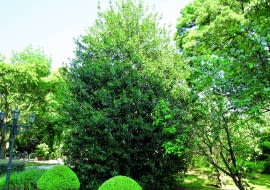 Regularnie przycinane okazy ostrokrzewu kolczastego przez cały rok zdobią parki i ogrody zwartym efektownym pokrojem i barwami listków.