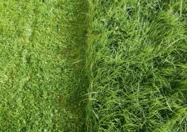 Pielęgnacja trawnika wymaga regularnego podlewania, koszenia i nawożenia. A także dbania, by trawy nie zniszczyły krety czy przerastający ją mech