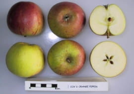 Jabłoń Koksa Pomarańczowa