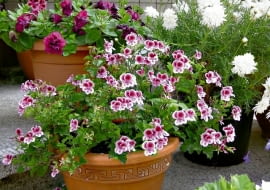 Pelargonia angielska