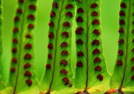 SKUPISKA ZARODNIKÓW widoczne na dolnej stronie liścia nefrolepisu.