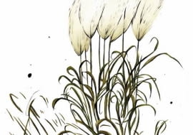 Trawy z wysokimi puszystymi kwiatostanami warto pozostawić na rabatach, nawet jeśli już uschły. W zimowe ranki, pokryte malowniczo szronem, będą ozdobą ogrodu