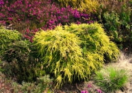 Cyprysik groszkowy 'Sungold' przybiera postać nieregularnej niskiej kopułki. Ma nitkowate zwisające pędy.