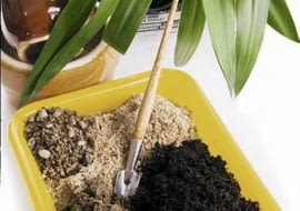 Przesadzanie kwiatów doniczkowych. Ziemia