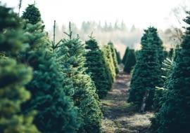 Choinka po  Świętach