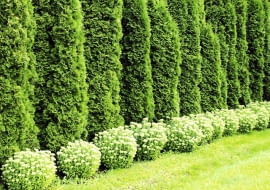 Encyklopedia roślin: Odmiana zywotnika zachodniego  Smaragd  tworzy bar