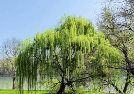 Wierzba płacząca