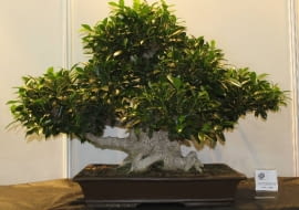 Bonsai figowiec