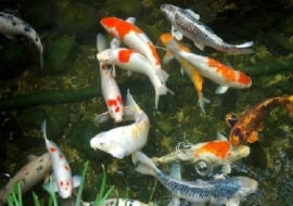 ryby ozdobne, oczko wodne