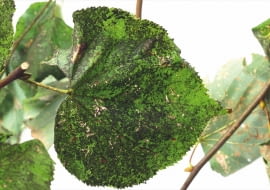 Czarny nalot na liściu lipy. Przyczyna: grzyby sadzaki.