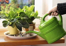 12.10.2006 WARSZAWA , DLA KWIETNIKA , WNETRZA , PIELEGNACJA ROSLIN , NAWILZANIE ROSLIN DONICZKOWYCH - PODSTAWKA Z KAMYKAMI I WODA FOT. LUKASZ ZANDECKI / AGENCJA GAZETA PUBLIKACJA MAGNOLIA NR 11 (7) - 11 2012 PUBLIKACJA MAGNOLIA NR 11 (19) - 11 2013 PUBLIKACJA MAGNOLIA NR 12 (20) - 12 2013 SLOWA KLUCZOWE: WNETRZE ROSLINA OGRODNICTWO PIELEGNACJA ZDJĘCIE DO WKŁADKI: PUBLIKACJA MAGNOLIA NR 11 (7) - CZASOPISMA