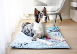 Produkty marki Psia Matka