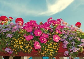 Różowe petunie, czerwone pelargonie, żółta polegnatka i liliowe werbeny