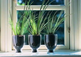 Tatarak trawiasty (Acorus gramineus) w prostej powtarzalnej kompozycji. Jest to roślina wodna lub bagienna. Lubi podłoże mocno wilgotne i nasłonecznione stanowisko