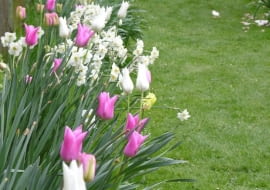 Tulipany i narcyzy posadzone na cieniutkim paseczku gleby wzdłuż płotu wyglądają przepięknie, zamieniają zwykły trawnik w ciekawe i prawdziwie wiosenne miejsce