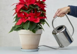 Jak podlewać poinsecję
