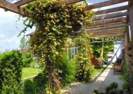 Cienisty pasaż pod dachem z pnączy - świetne rozwiązanie tam, gdzie brak miejsca na solidne drzewo. Na Nastrój tego ogrodu zbudowano na zasadzie kontrastu - tworzą go uporządkowane niskie partery z bukszpanu i swobodne 'słupy' pnączy, które zastępują drzewa