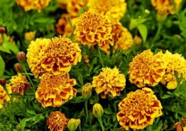 ROSLINY KWIATY : AKSAMITKA ROZPIERZCHLA ' SAFARI SCARLET ' TAGETES ERECTA FOT. WIESLAW GAWRYS PUBLIKACJA KWIETNIK NR 5 (173) - 5 2009