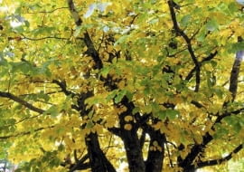 Parrotia persica (Persian parrotia) in autumn colour SLOWA KLUCZOWE: outdoor, outside, nobody, australia, plant portrait, Parrotia, p