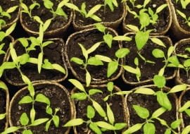 Choroby siewek atakują masowo różne rośliny. Sprzyja im wysoka wilgotność i temperatura powyżej 15°C. Do infekcji dochodzi w ziemi ogrodowej i w pojemnikach.