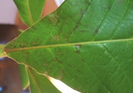 PLAMISTOŚĆ LIŚCI rozpoczyna się od drobnych plamek na blaszce.