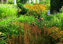 Ogród romantyczny ze świątynią dumania późnym latem zyskuje słoneczną oprawę - rozkwitają łany rudbekii.