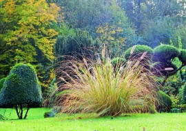 Miskant olbrzymi to moja duma. Mimo imponujących rozmiarów jest delikatny, a jego szum na wietrze wprowadza miły nastrój.