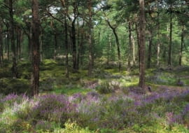 Ulubione pejzaże Grzegorza Markowskiego - rosnące na piaszczystych wydmach sosny i polany pełne wrzosów