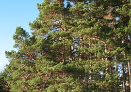 Encyklopedia roślin: Sosna pospolita  Pinus sylvestris