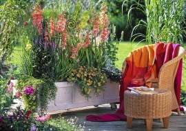 Wspaniała kompozycja z mieczykami ('Fringed Coral Lace', 'Green Star') w roli głównej. Towarzyszą im m.in. kłosowiec, mecardonia i petunie z grupy Calibrachoa.