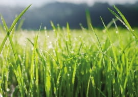 Co nam mówi trawnik po deszczu?