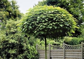 ONE TIME USE ONLY DO JEDNORAZOWEGO UZYCIA ROSLINY DRZEWA SURMIA CATALPA BIGNONIOIDES ' NANA ' FOT. MAGDALENA TOMZYNSKA PUBLIKACJA OGRODY NR 7 (87) - 7.2006 PUBLIKACJA OGRODY NR 5 (97) - 5 2007 SLOWA KLUCZOWE: ROSLINY DRZEWA