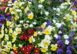 Bratki, stokrotki, niezapominajki - kompozycja żółto-niebiesko-czerwona