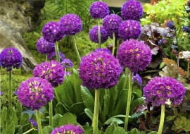 PIERWIOSNEK ZĄBKOWANY preferuje gleby bogate i cięższe (najlepiej gliniaste) i zawsze wilgotne.