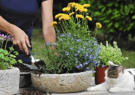 Latem warto dopasować kwiatową oprawę balkonu do pory roku - wystarczy do pojemnika z lobelią dosadzić kwitnące nachyłki i pachnące macierzanki.